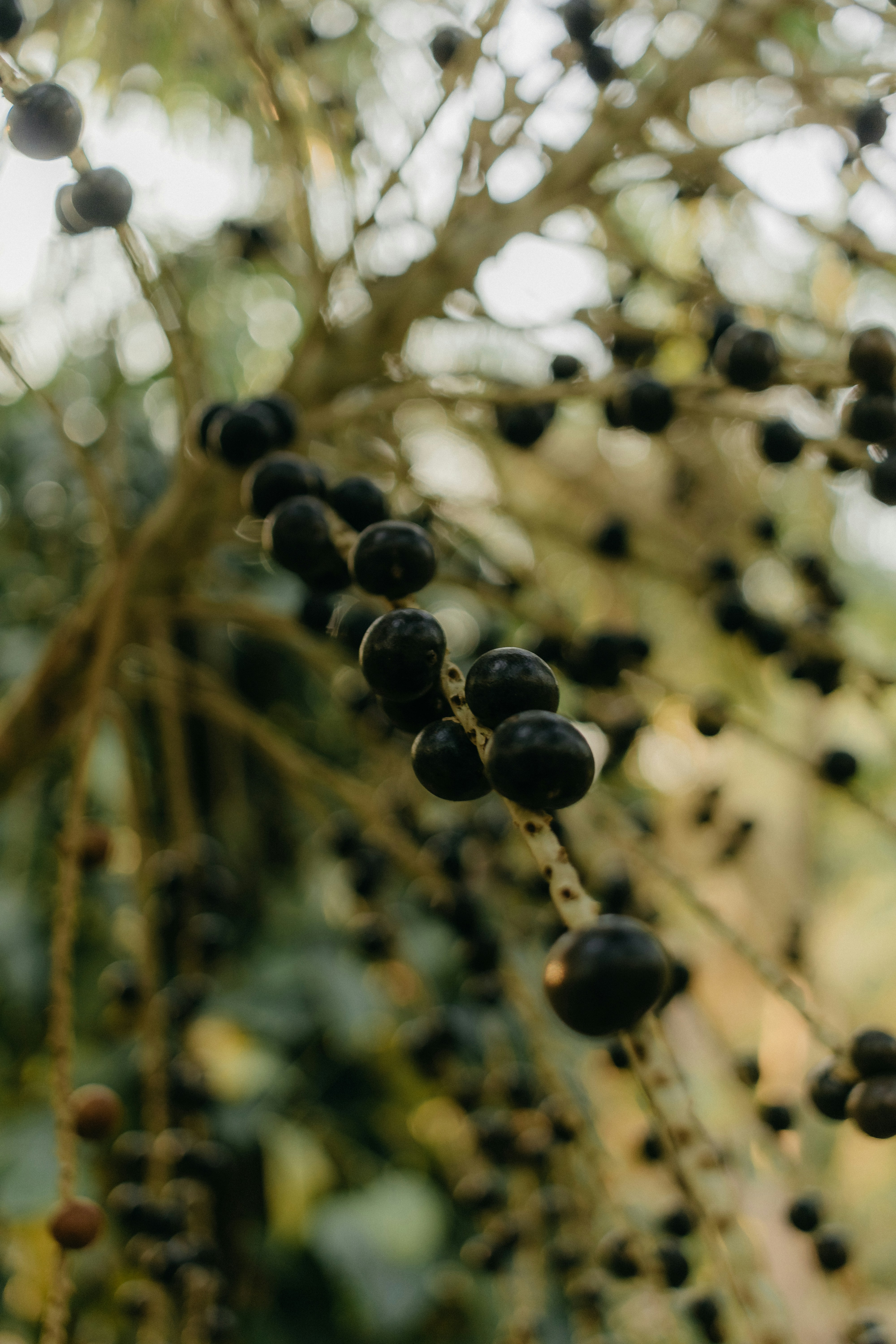 Fresh açaí berries harvested from the Amazon rainforest